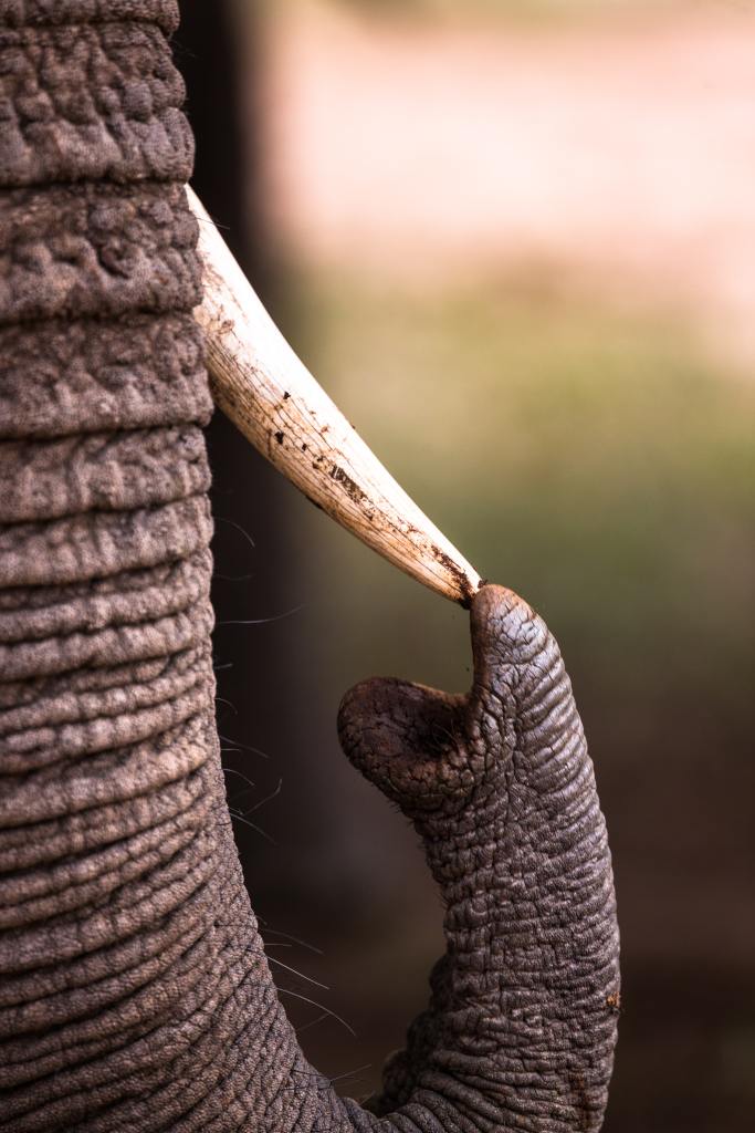Shallow focus photography of elephant touching tusk.