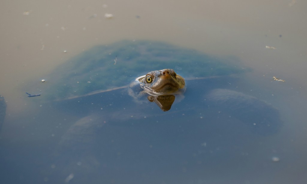 A brown turtle poking its head out of the water. 